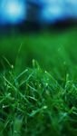 pic for Grass closeups 